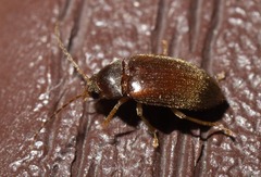 Ptilodactyla