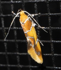 Epicallima argenticinctella