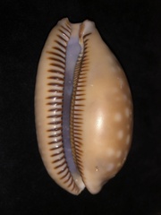 Macrocypraea zebra