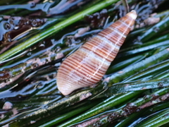 Ophiodermella inermis