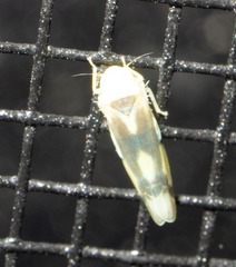 Empoa scripta
