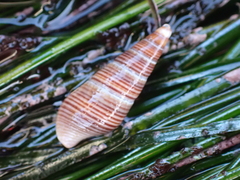 Ophiodermella inermis