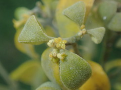 Notothixos subaureus