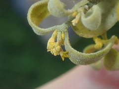 Notothixos subaureus