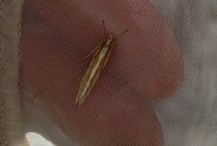 Orocrambus angustipennis