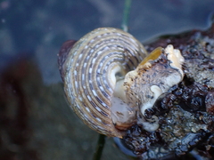 Calliostoma tricolor
