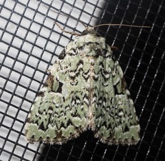 Leuconycta diphteroides