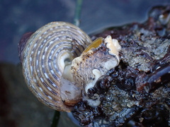 Calliostoma tricolor