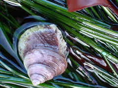 Calliostoma tricolor