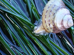 Calliostoma tricolor