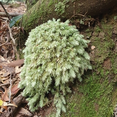 Leucobryum javense