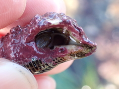 Pagurus granosimanus