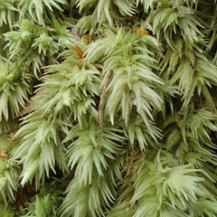 Leucobryum javense