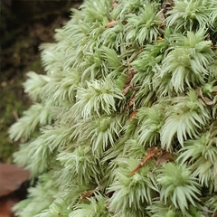 Leucobryum javense