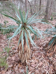 Yucca filamentosa