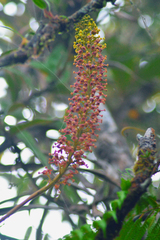 Nepenthes gymnamphora