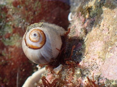 Pagurus granosimanus