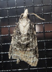 Platynota exasperatana