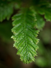 Selaginella intermedia