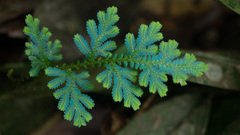 Selaginella willdenowii