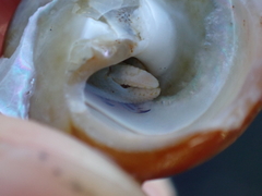 Pagurus granosimanus