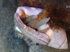 Pagurus granosimanus