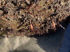 Styela montereyensis