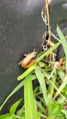 Chondropyga dorsalis