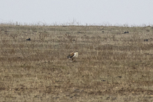 iNaturalist observation photo of Ferruginous Hawk