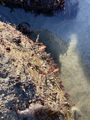 Styela montereyensis