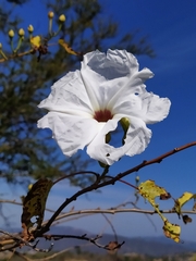 Ipomoea pauciflora