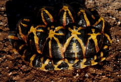 Psammobates tentorius trimeni