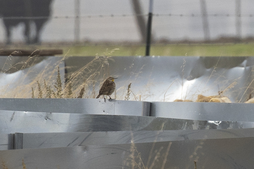 iNaturalist observation photo of Western Meadowlark