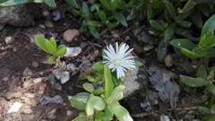 Delosperma ecklonis