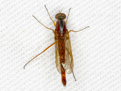 Asiloidea