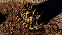 Psammobates tentorius trimeni