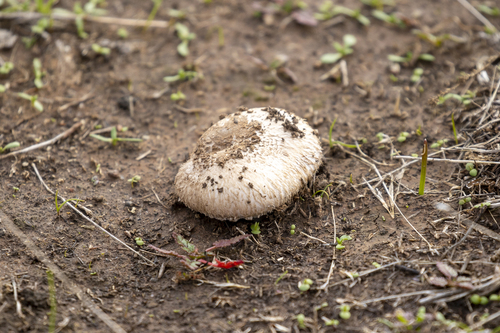 iNaturalist observation photo of field and button mushrooms