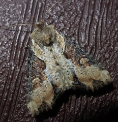 Lateroligia ophiogramma