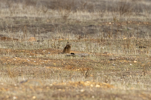 iNaturalist observation photo of Ferruginous Hawk