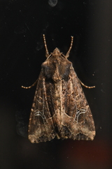 Helotropha reniformis