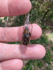Birrima varians
