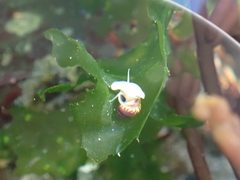 Eulithidium