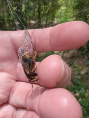 Birrima varians