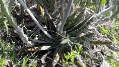 Gasteria bicolor