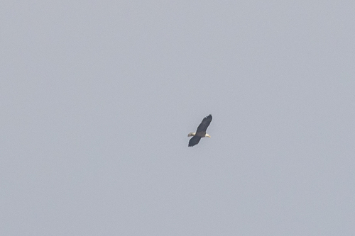 iNaturalist observation photo of Bald Eagle