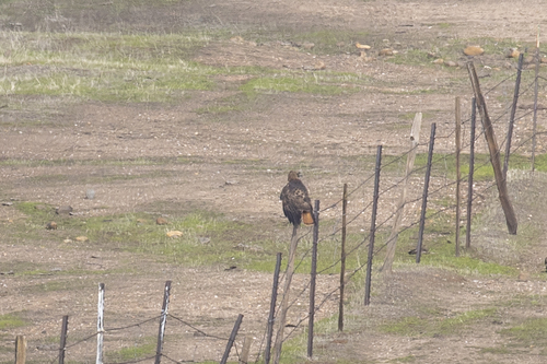 iNaturalist observation photo of Red-tailed Hawk