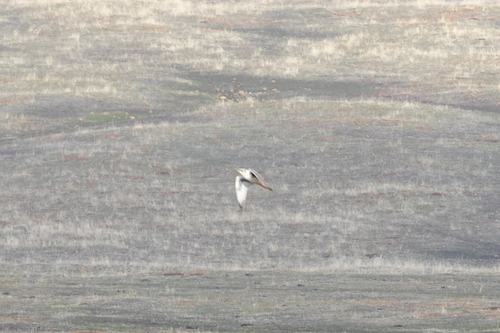 iNaturalist observation photo of Prairie Falcon
