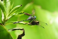 Micrathyria hypodidyma