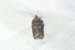 Acleris pulverosana