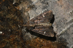 Helotropha reniformis